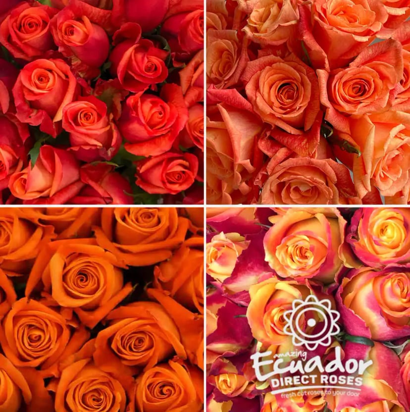 Radiant selection of tangerine tones, orange roses only in this selection of the color mix select box, bring by EDR, high quality orange roses