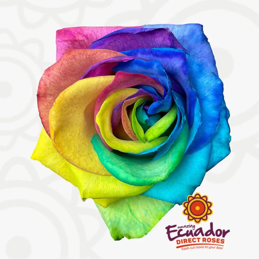 Single Rainbow Tinted rose from EDR farms, hand-picked for freshness.