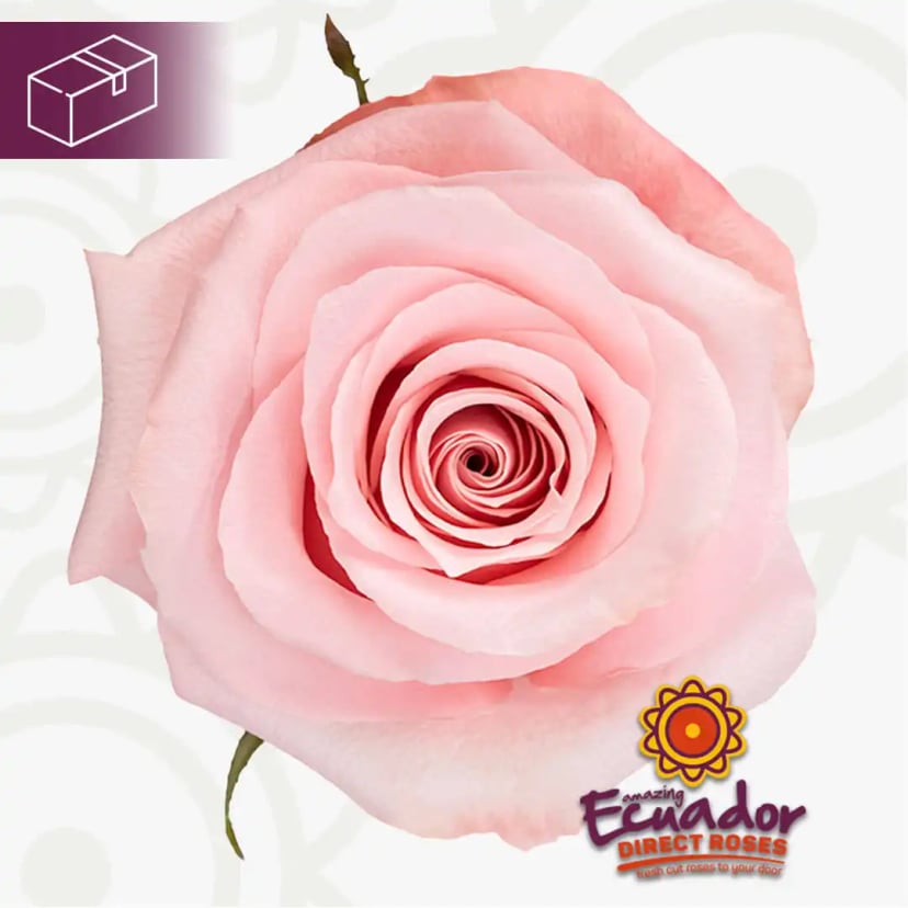 One exquisite light pink Sweet rose variety stem from Ecuador Direct Flowers, ready to shop online.