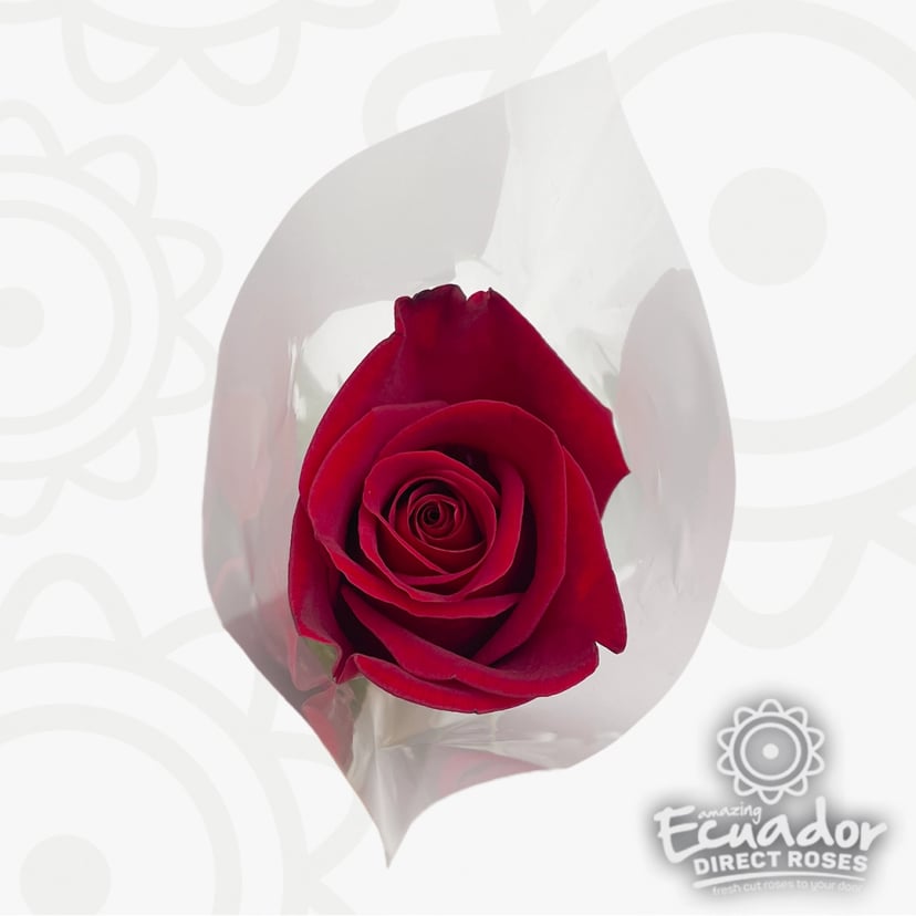 Single premium red rose in clear sleeve, perfect for wholesale roses nearby or flower bouquet delivery near me. Sunset rose West Hollywood style.