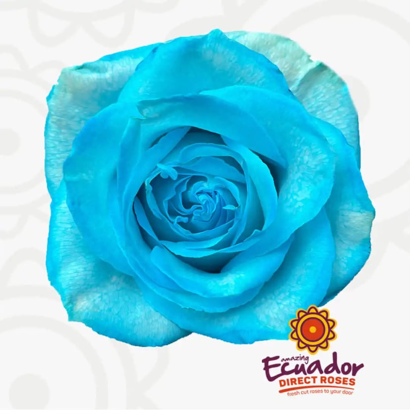 Award-winning Bright turquoise tinted rose light blue color bloom, grown by Ecuador Direct Flowers' sustainable practices.