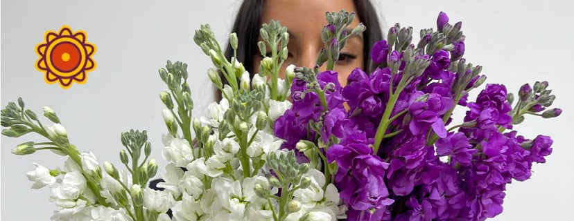 Woman holding white and purple stock flowers from rose growers direct wholesale. Check our online roses for delivery reviews including light green roses.