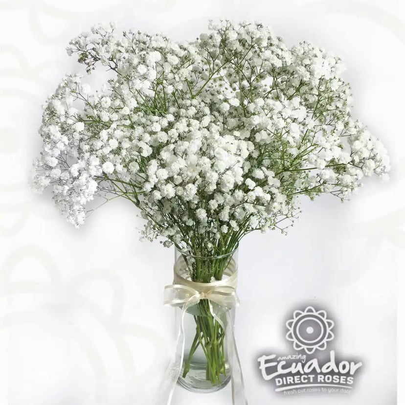 Baby's Breath Xlence