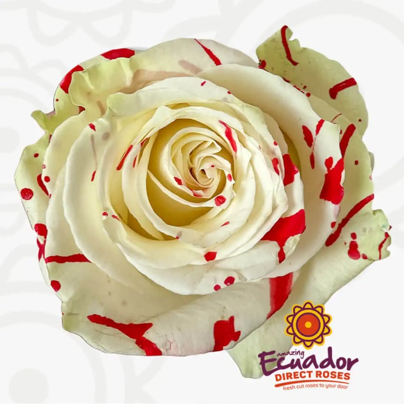 bloody-mary-tinted-rose-white-color-EDR-1