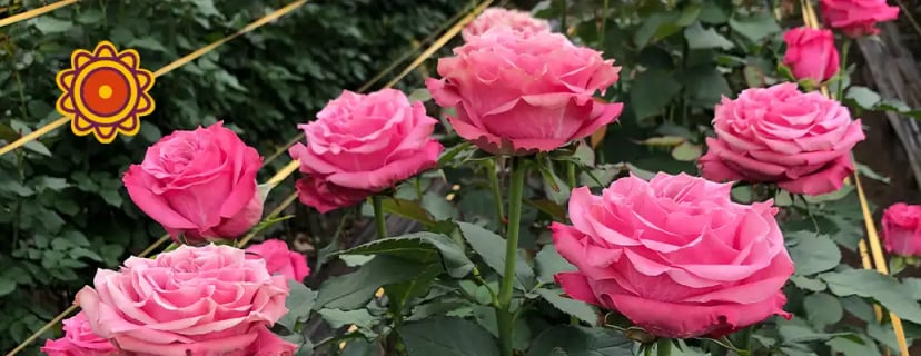 Single larger than usual pink Bigger is better ecuadorian roses with lush green foliage, representing EDR's dedication to sustainability in our Ecuadorian fields.