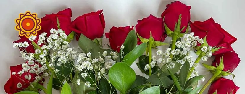 Fresh Ecuadorian red roses with baby's breath greenery for sunset roses, perfect roses for mother's day zara gifts with coral rose details.