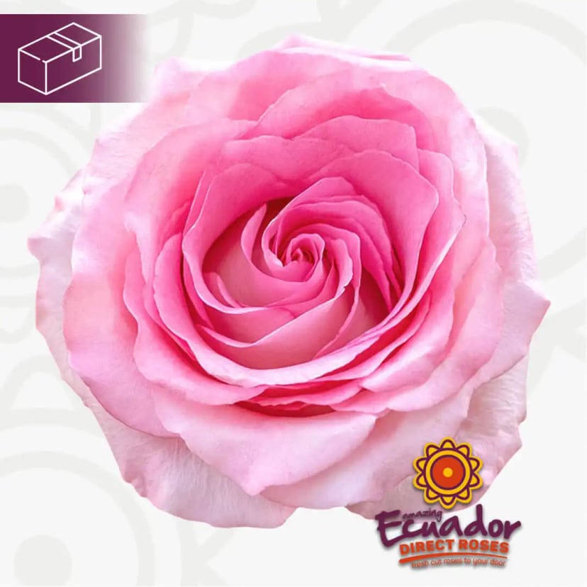 One exquisite medium pink stem of Mandala variety rose, Ecuador Direct Flowers' finest selection.