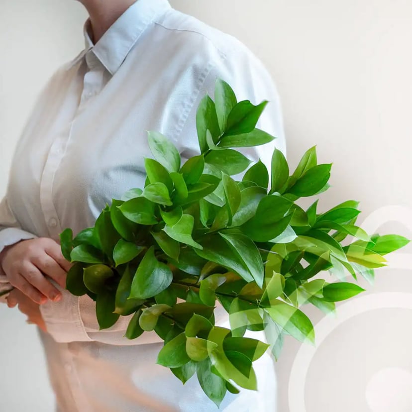 Ruscus Israeli