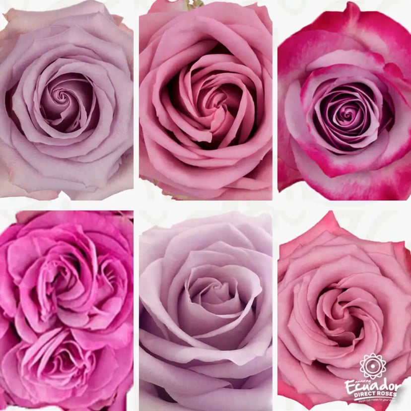 Collection of farm-fresh lavender, light pink, and hot pink roses; shop online at EDR.