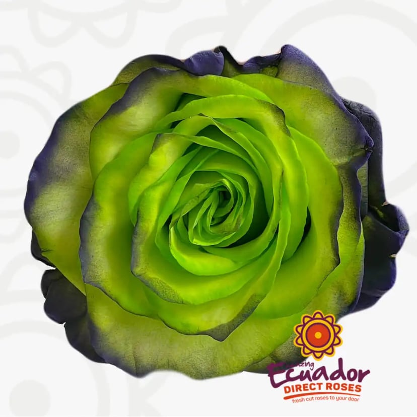 frankenstein-potion-1-halloween-tinted-roses-EDR