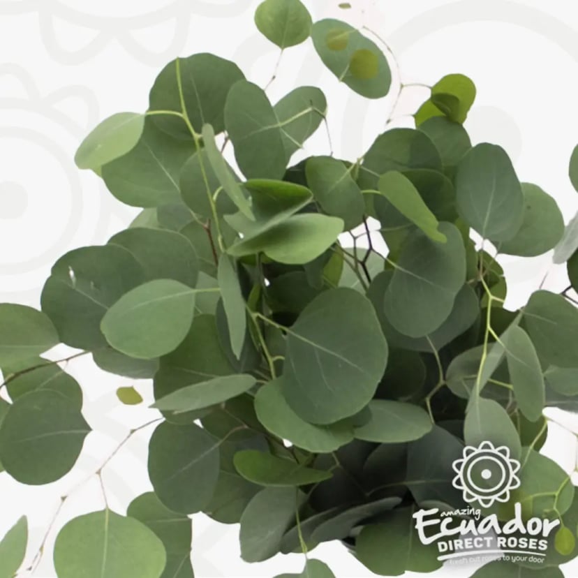 Eucalyptus Polyanthemos