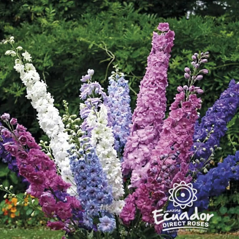 A vibrant multi-color Delphinium flower display, hand-picked for freshness and directly delivered from Ecuador Direct Flowers' farms in 5-6 days
