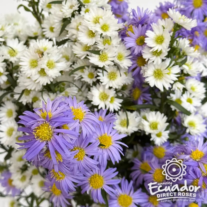 Fresh bouquet of white and lavender yellow roses daisies, ideal for mother's day rose bouquet 3d, vase for long stem roses, and food for fresh cut.