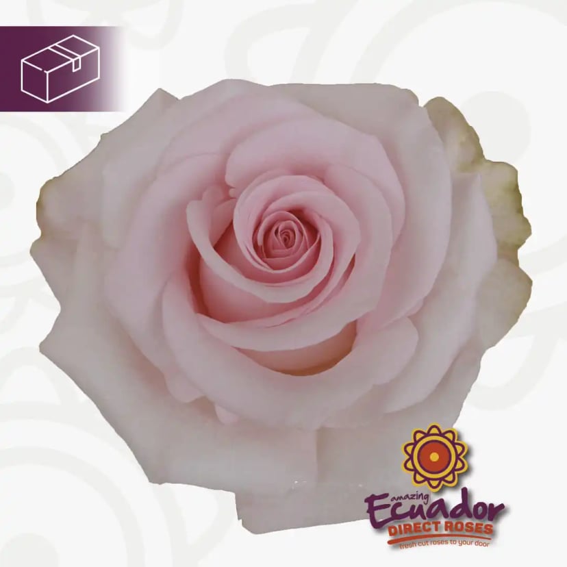 Exquisite Novia rose, grown by EDR sustainable practices, available online today