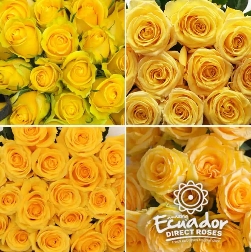 Sunny and radiant yellow roses collection in different shades, bring to you by EDR, high quality grade blooms for your creations