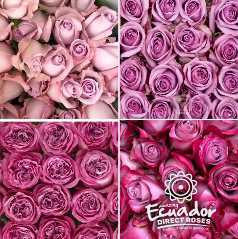 A single, delicate Lavender color mix rose in full bloom, displaying the exceptional quality of Ecuador Direct Flowers' hand-picked flowers.