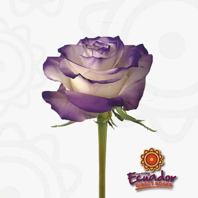 A solitary purple fantasy tinted rose bloom, freshly cut from Ecuador Direct Flowers.