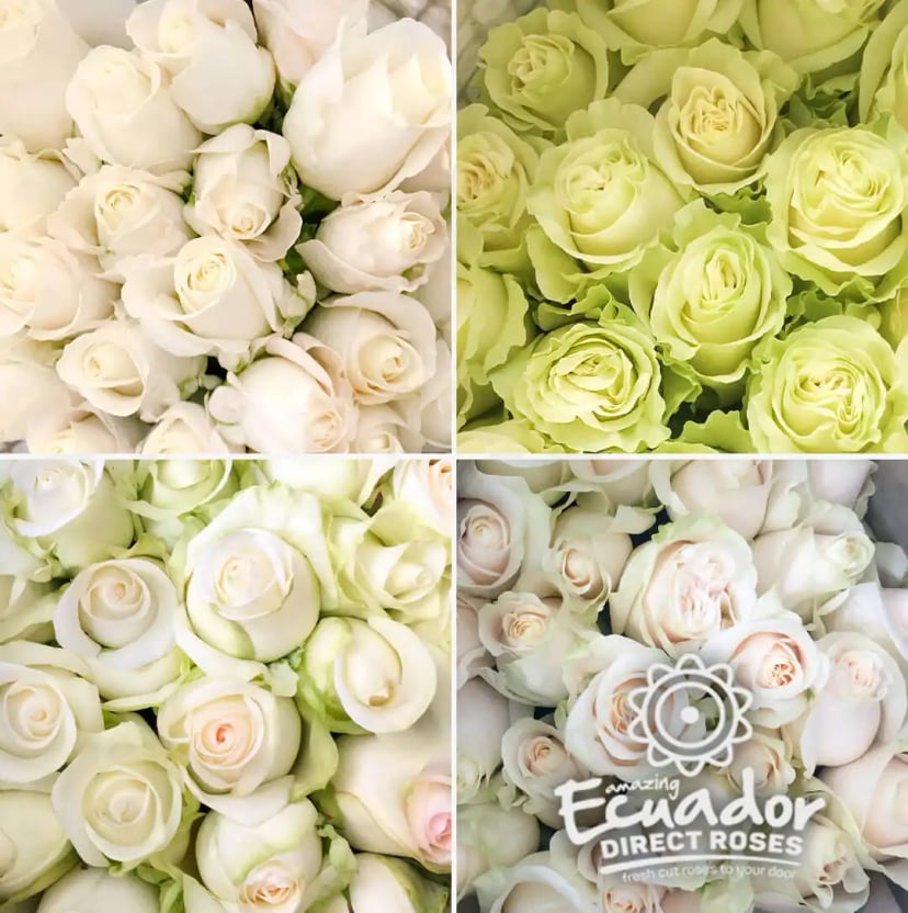 Pristine White roses selection from subtle cream to pure white each bloom selected with care, enjoy white roses delivered with EDR