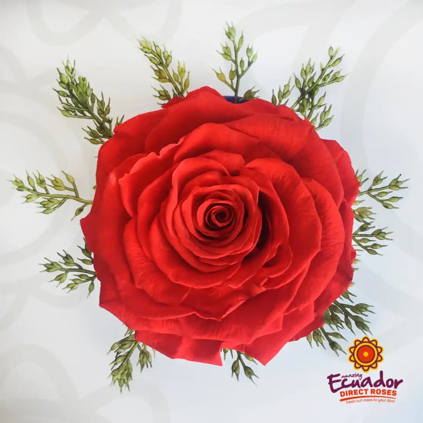 jumbo-single-preserved-rose-box-EDR