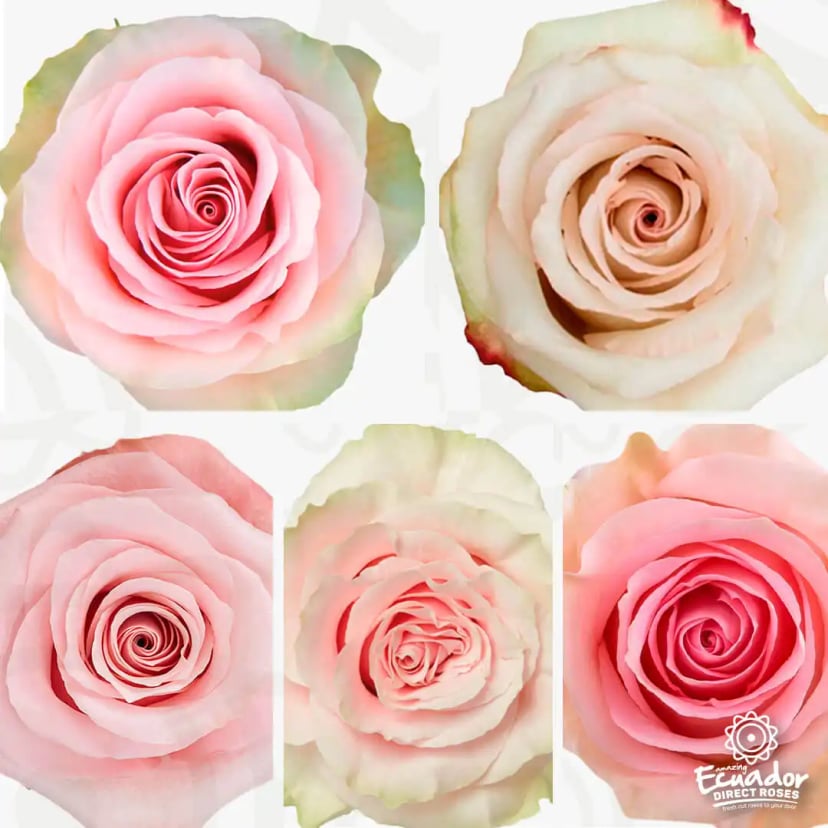 Bouquet of light pink roses, showcasing the delicate color and texture, from Ecuador Direct Flowers.
