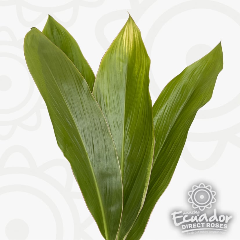 Cordyline Nevado