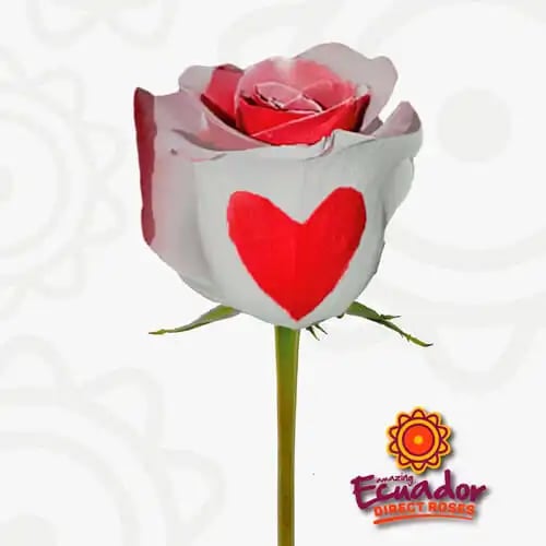 Single stem of a white Heart rose with a prominent red heart shape and red pink center, from Ecuador Direct Flowers.