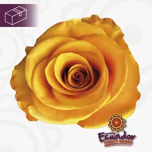 Single Ttycoon rose bud from EDR farms, hand-picked for freshness.
