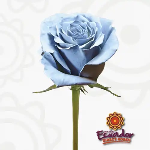 Exquisite display of Aqua gemstone tinted rose light blue color by Ecuador Direct Flowers, showcasing our eco-friendly practices in floral arrangement.