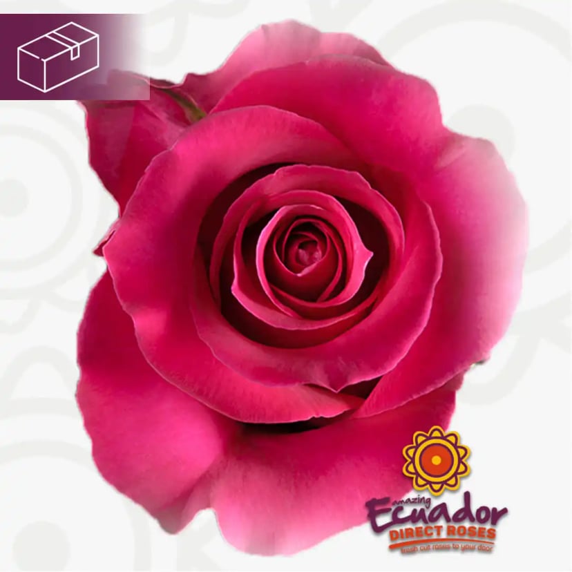 Single hot pink Gotcha rose bloom from Ecuador Direct Flowers, known for farm-fresh quality.