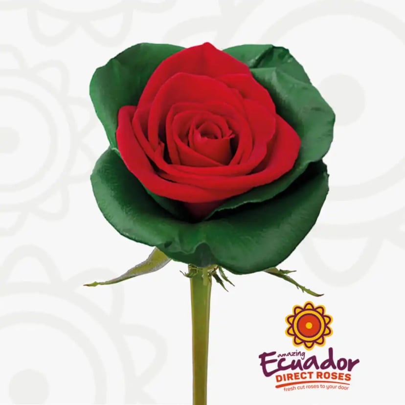 christmas-magic-tinted-rose-red-dark-green-color-EDR-1
