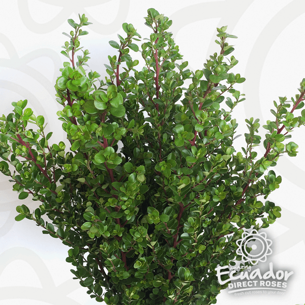 Boxwood