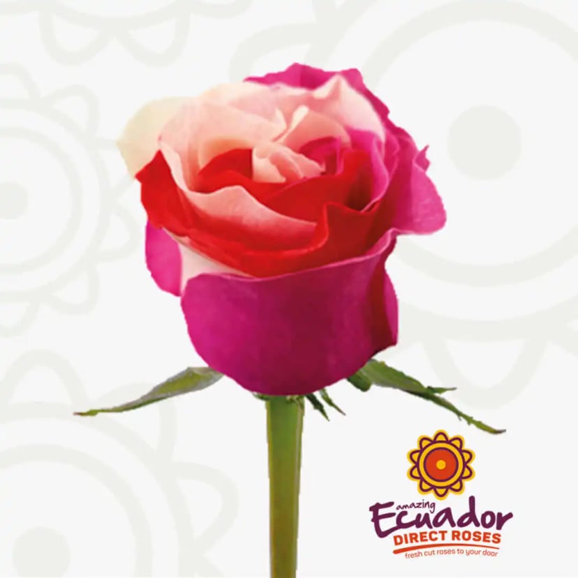 blush-charm-tinted-rose-white-red-hot-pink-color-EDR-1