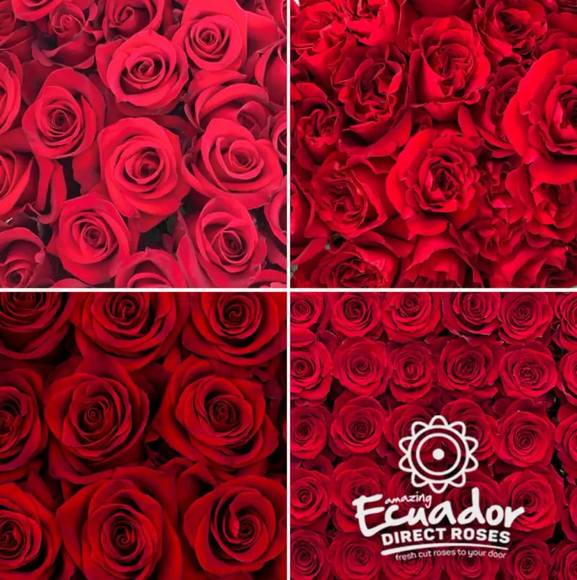 Assortment selection of premium red roses in different shades, know by their high petal count, strong stems, delivered by EDR