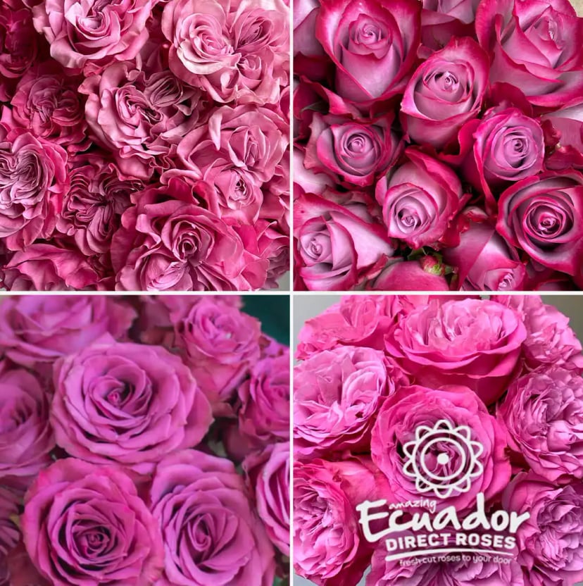 A close-up of a single, exquisite Dark lavender color mix rose from Ecuador Direct Flowers reveals its intricate, hand-picked details.