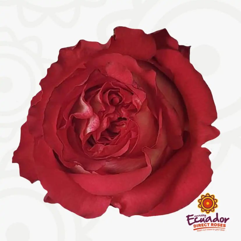 A gorgeous red Iguazu rose bicolor at its prime, now available online for direct delivery in 5-6 days, eco-friendly practices, shop online.