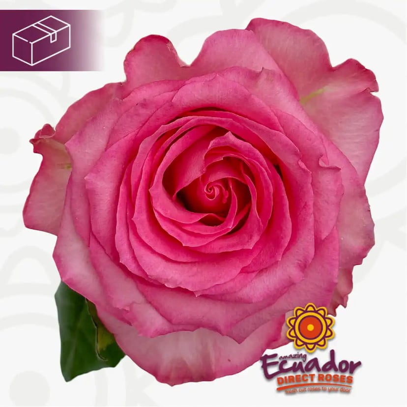 One freshly cut medium pink Sweet Unique Rose, a premium selection from Ecuador Direct Flowers.