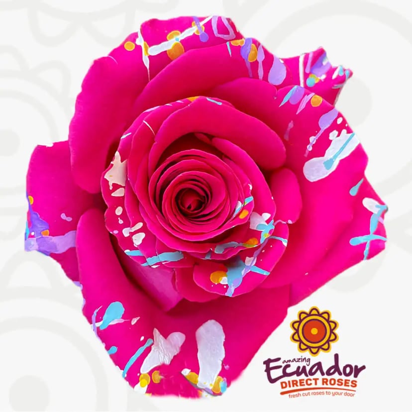 hot-pink-splash-tinted-rose-EDR-1