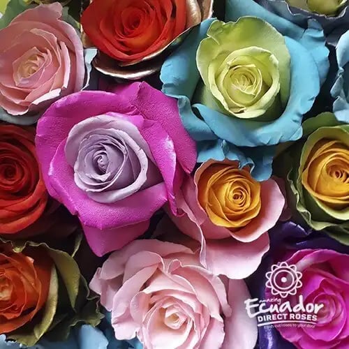 Vibrant bouquet of Rainbow mix bunch tinted roses in 5-6 day direct delivery, hand-picked for freshness.