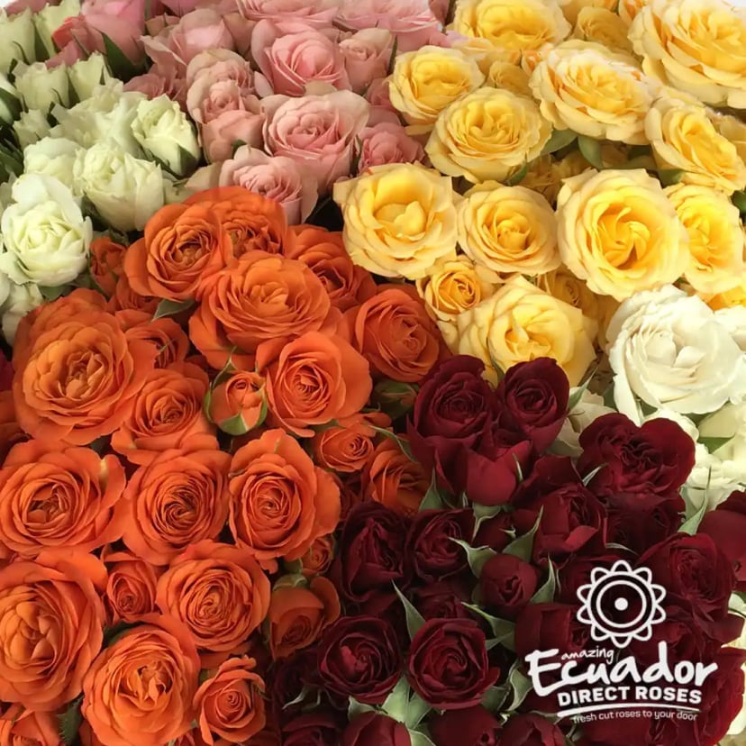 Elegant display of spray roses assorted colors, shipped farm-direct in 5-6 days.