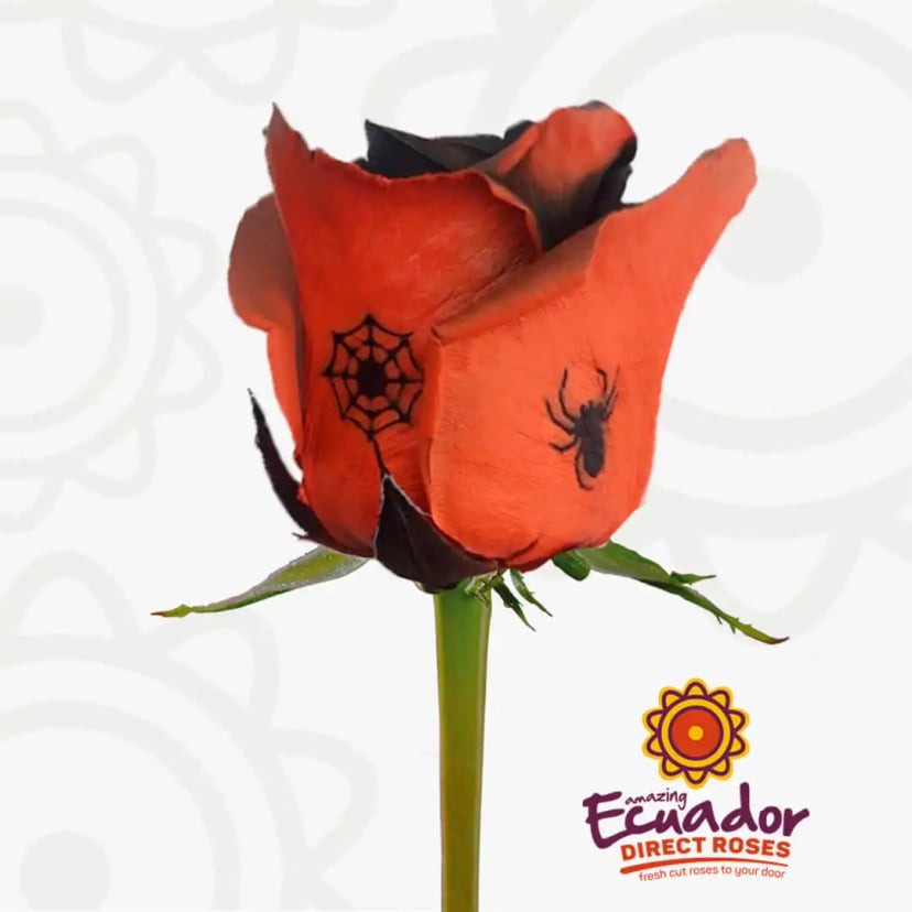 trick-or-treat-tinted-rose-black-orange-color-EDR-1
