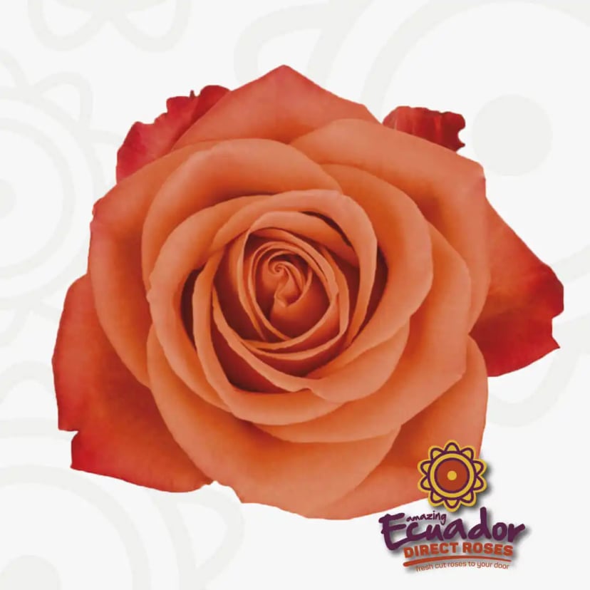 Individual Orange Crush Rose stem, a perfect bud from Ecuador Direct Flowers.