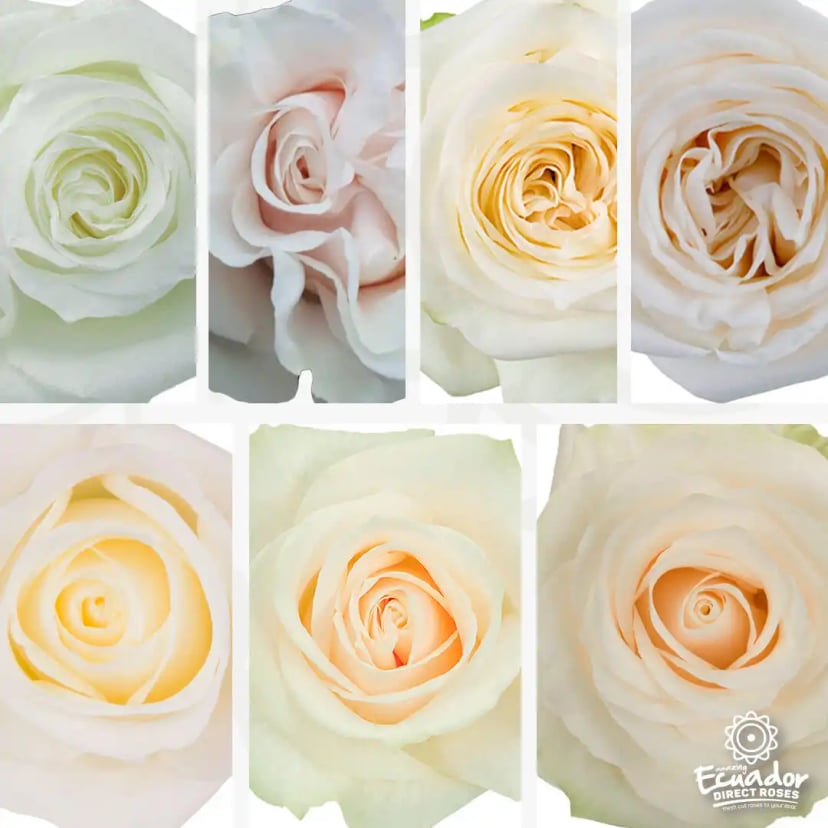 Collection of farm-fresh white wedding roses in different shades, direct delivery in 5-6 days from Ecuador Direct Flowers.