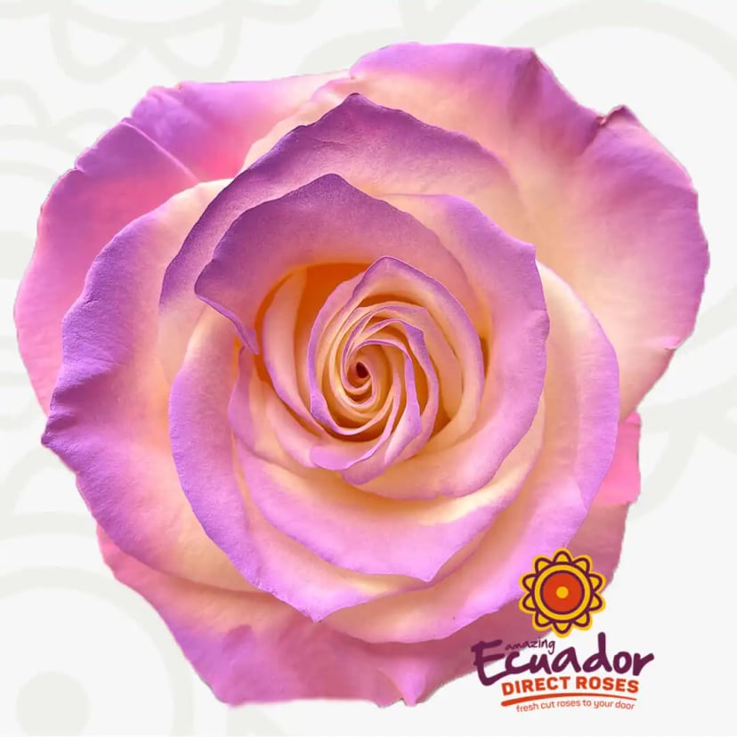 dawn-breeze-tinted-rose-white-lavender-pink-color-EDR-1