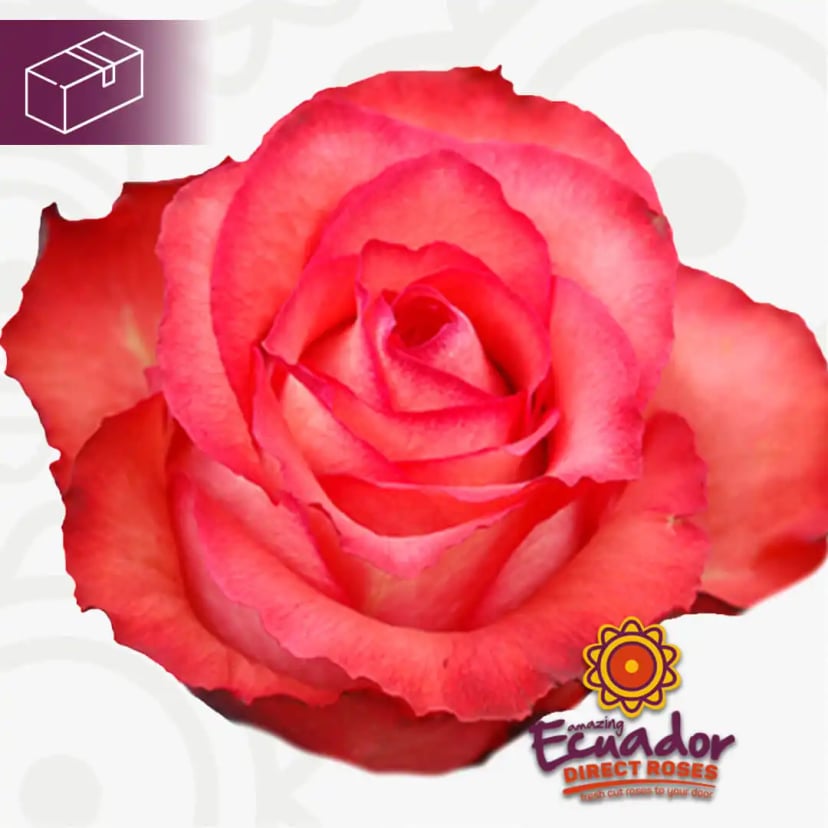 Fresh pink Iguana Rose from Ecuador Direct Flowers, hand-picked for optimal freshness.