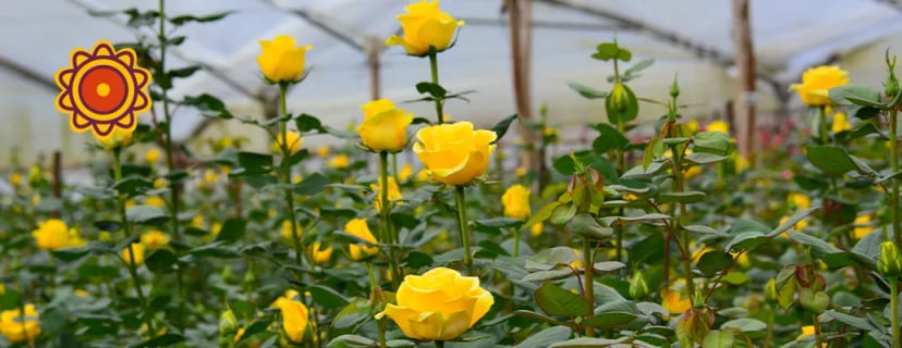 Top 5 Flowers for Your Summer Bouquet