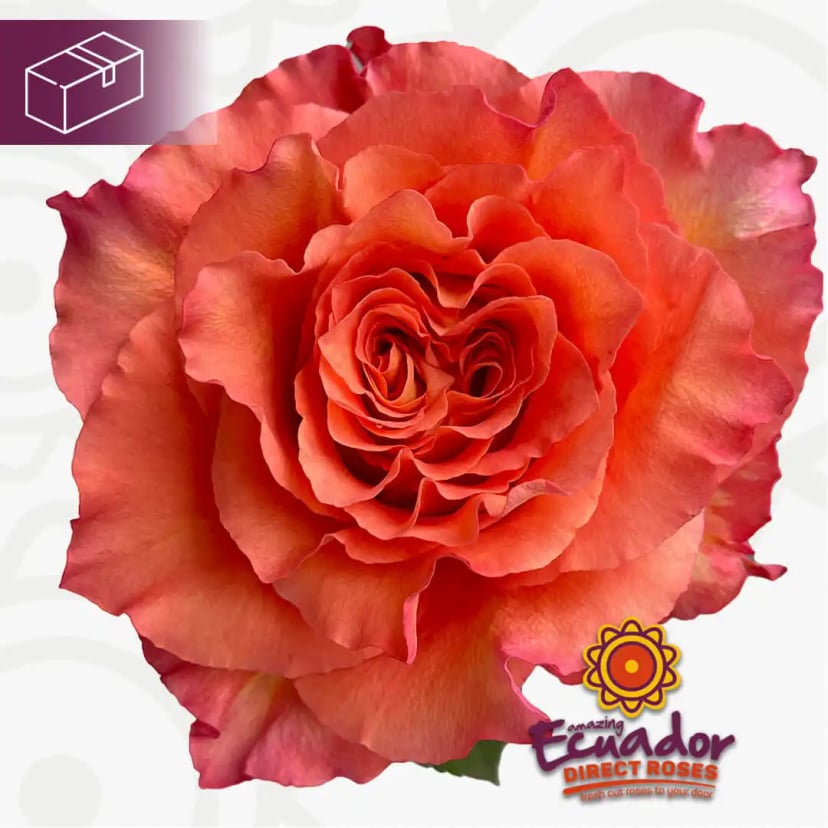 Vibrant orange Free spirit garden rose, hand-picked and shipped farm-direct by EDR.