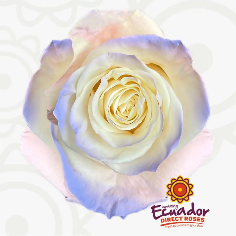 kelly-rose-tinted-rose-nude-lavender-white-color-EDR-1