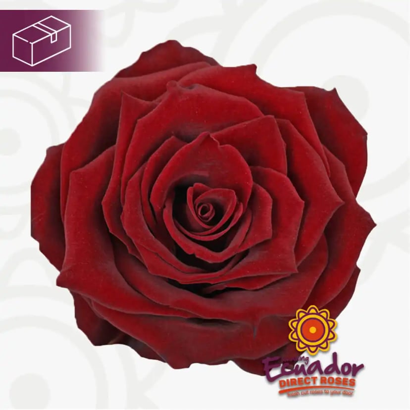 Single Explorer 'Red' Rose Bud from Ecuador Direct Flowers farms, hand-picked for freshness.