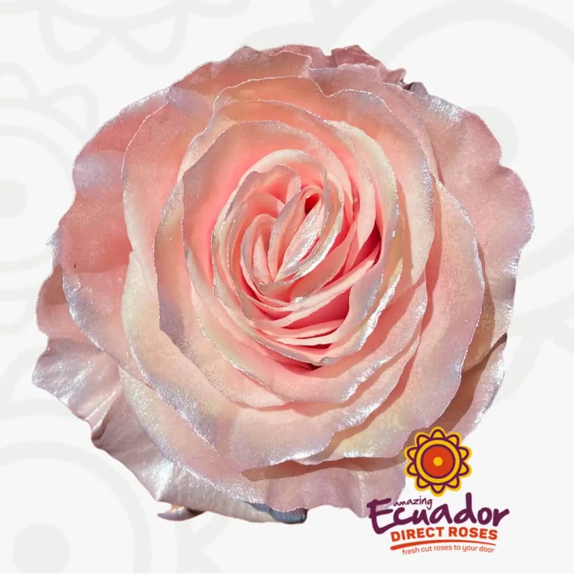 pearl-rose-gold-tinted-rose-white-pearl-rose-color-EDR-1