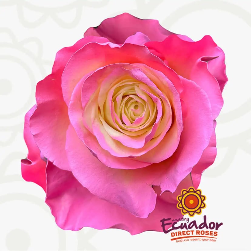 goddess-kiss-tinted-rose-white-hot-pink-color-EDR-2